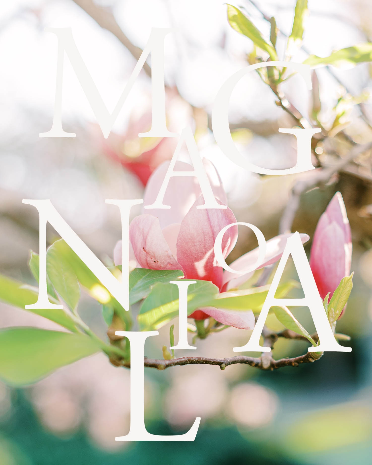 sydney st ives ku-ring-gai northshore maternity family motherhood